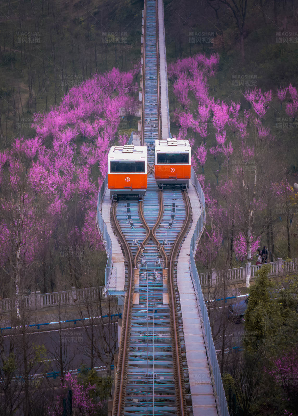 山間纜車春日行