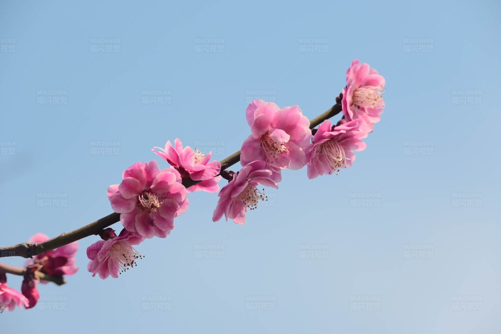 梅花綻放 春意盎然