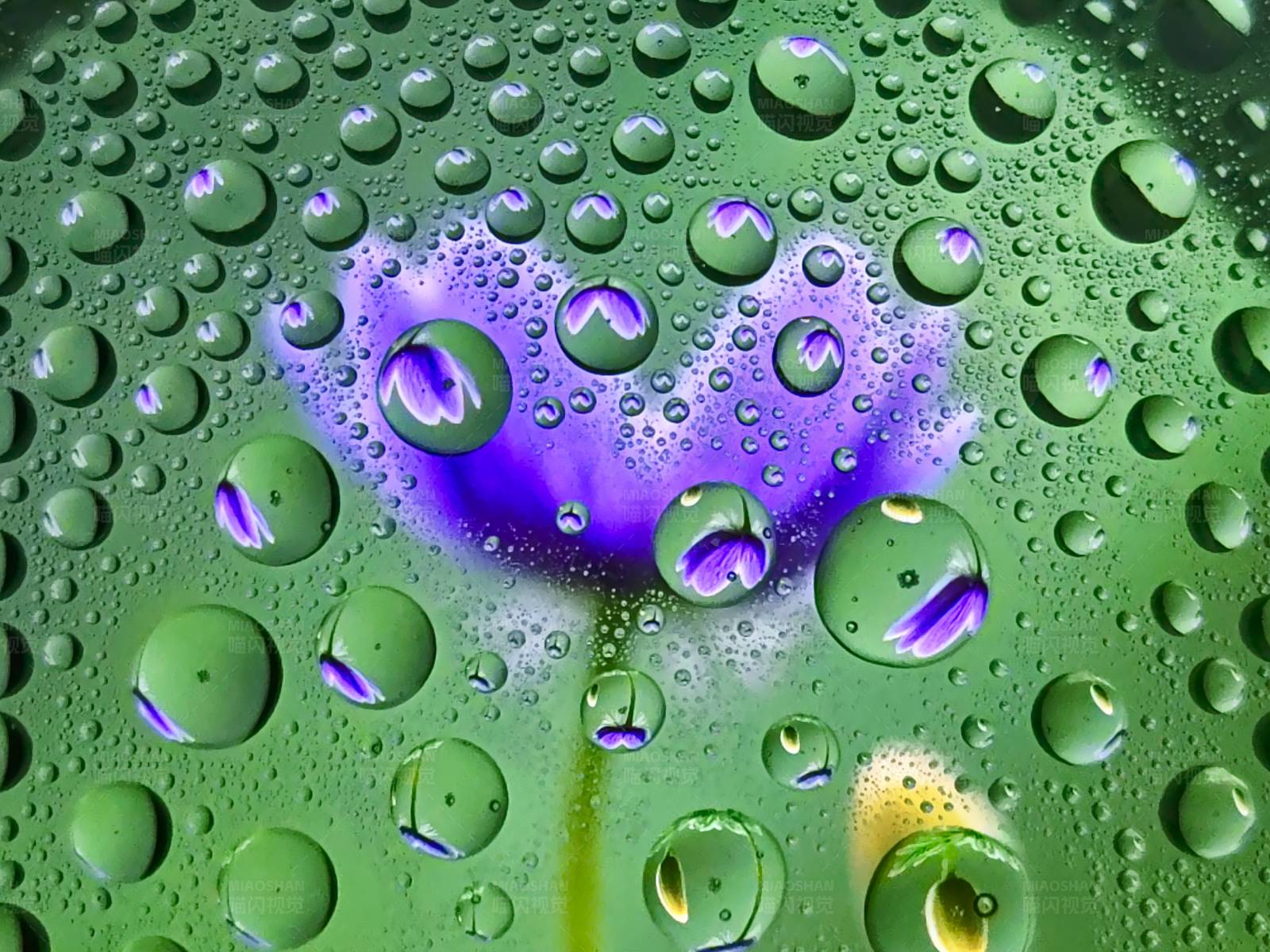 雨后花影