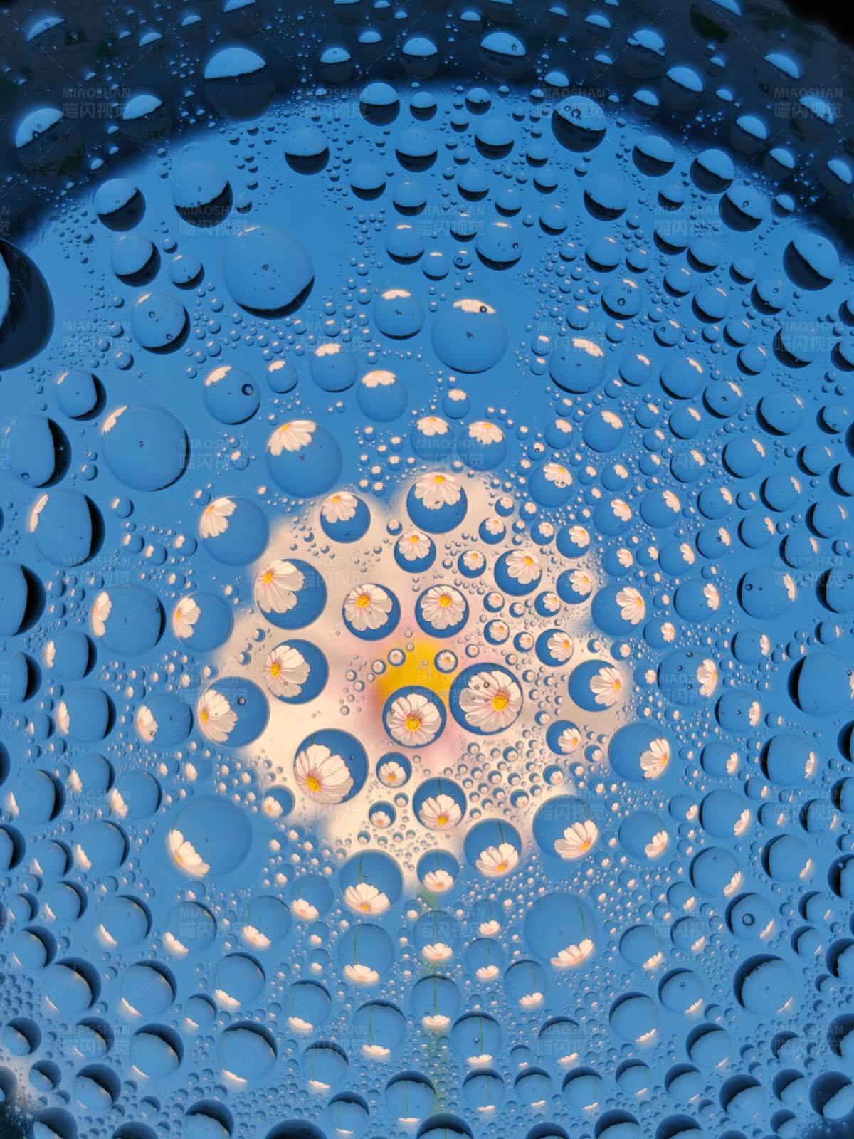 雨后雛菊