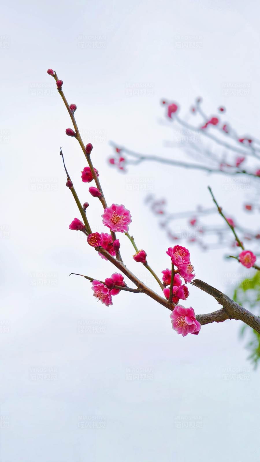 梅花迎春