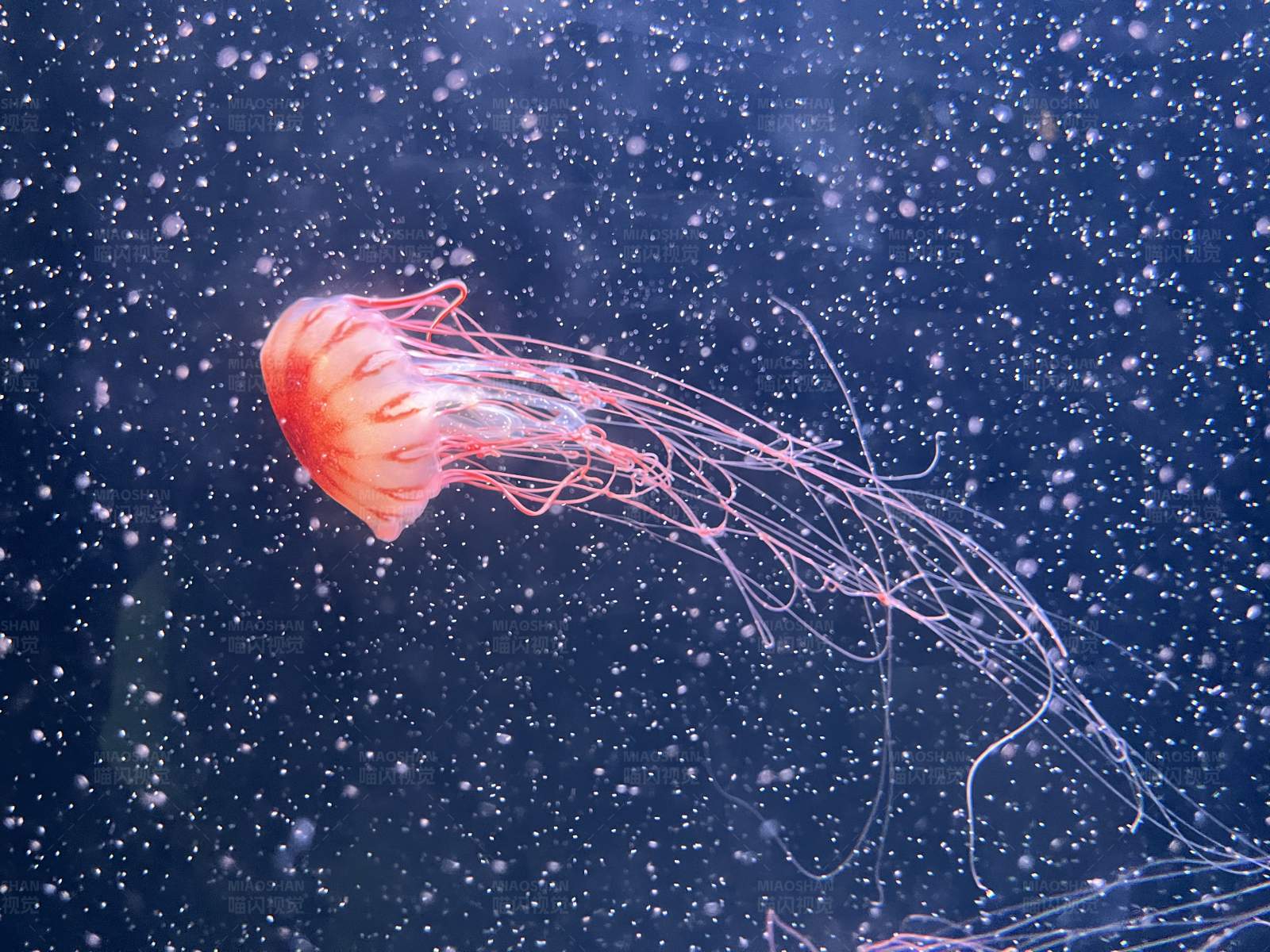 深海中的美麗水母