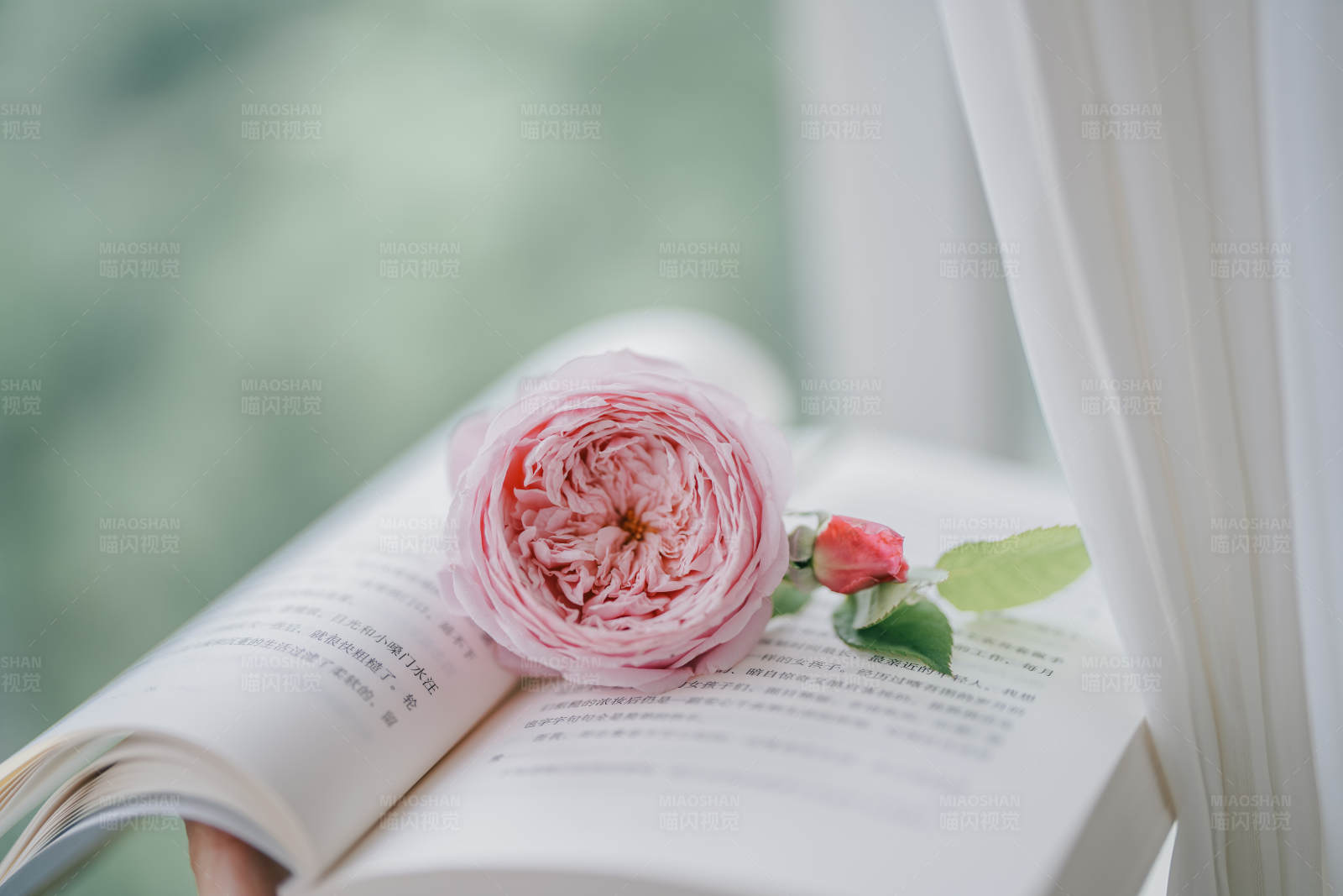 書頁上的粉色玫瑰花