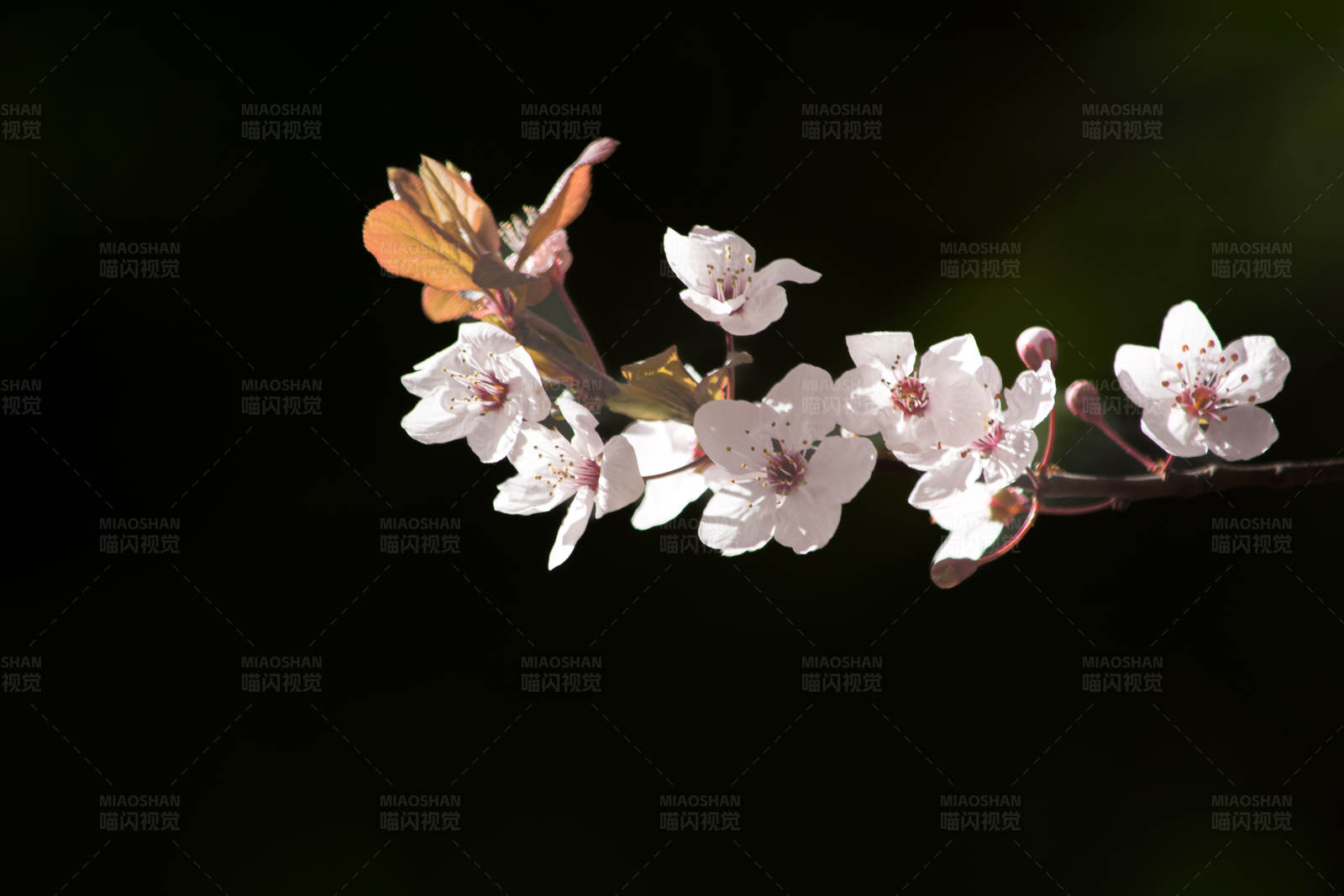 春日花開