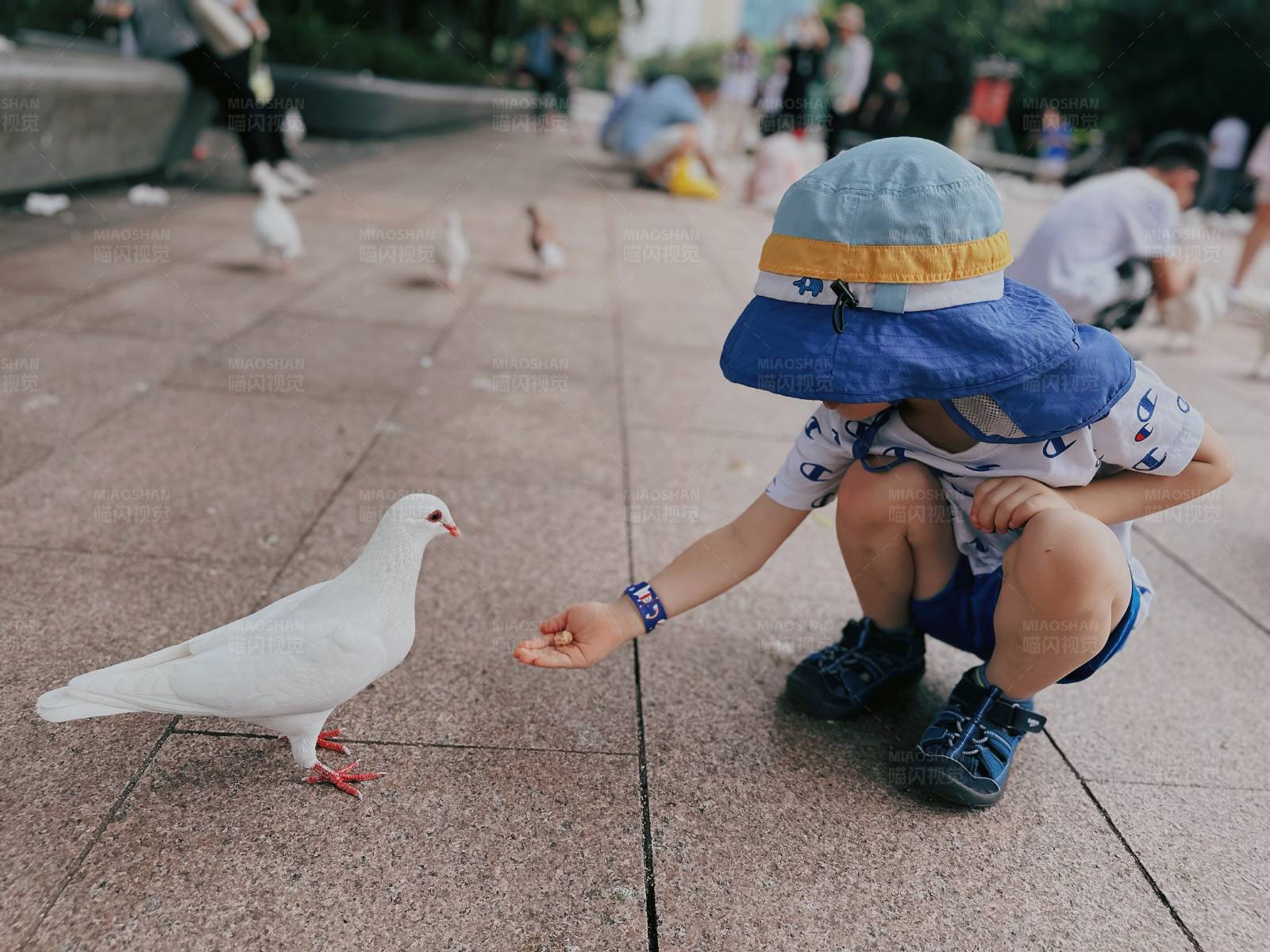 小孩喂鴿子