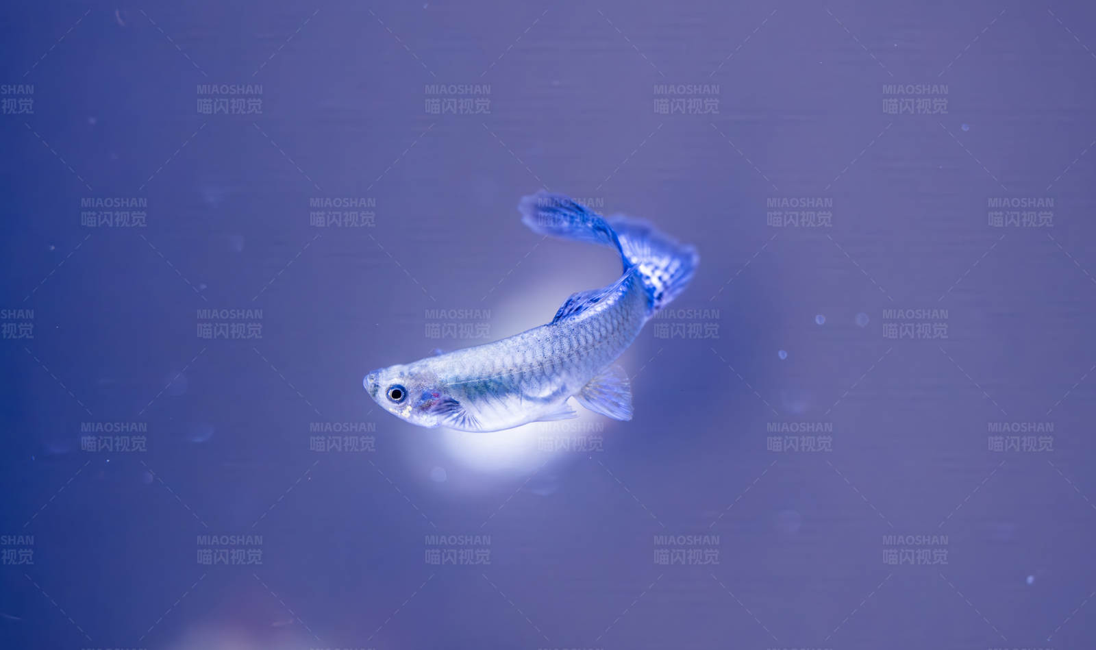 藍色背景中的小魚
