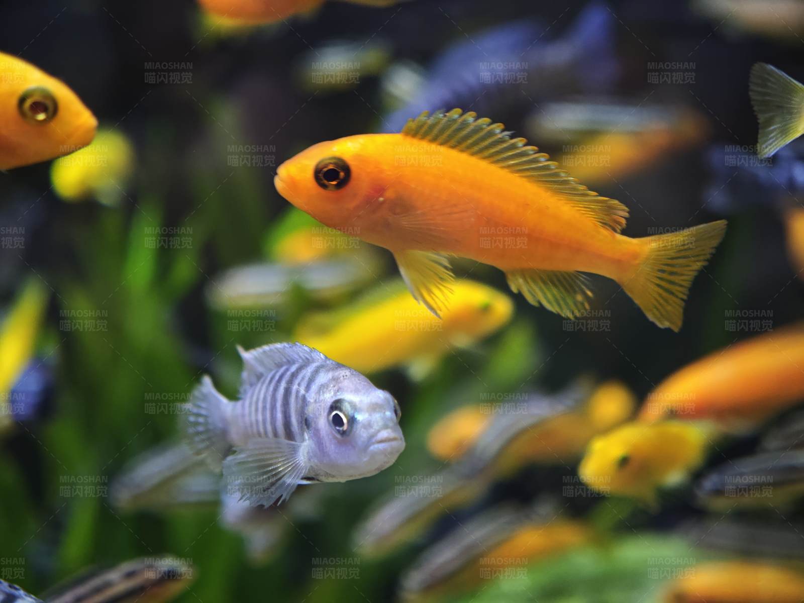 多彩魚兒水中游