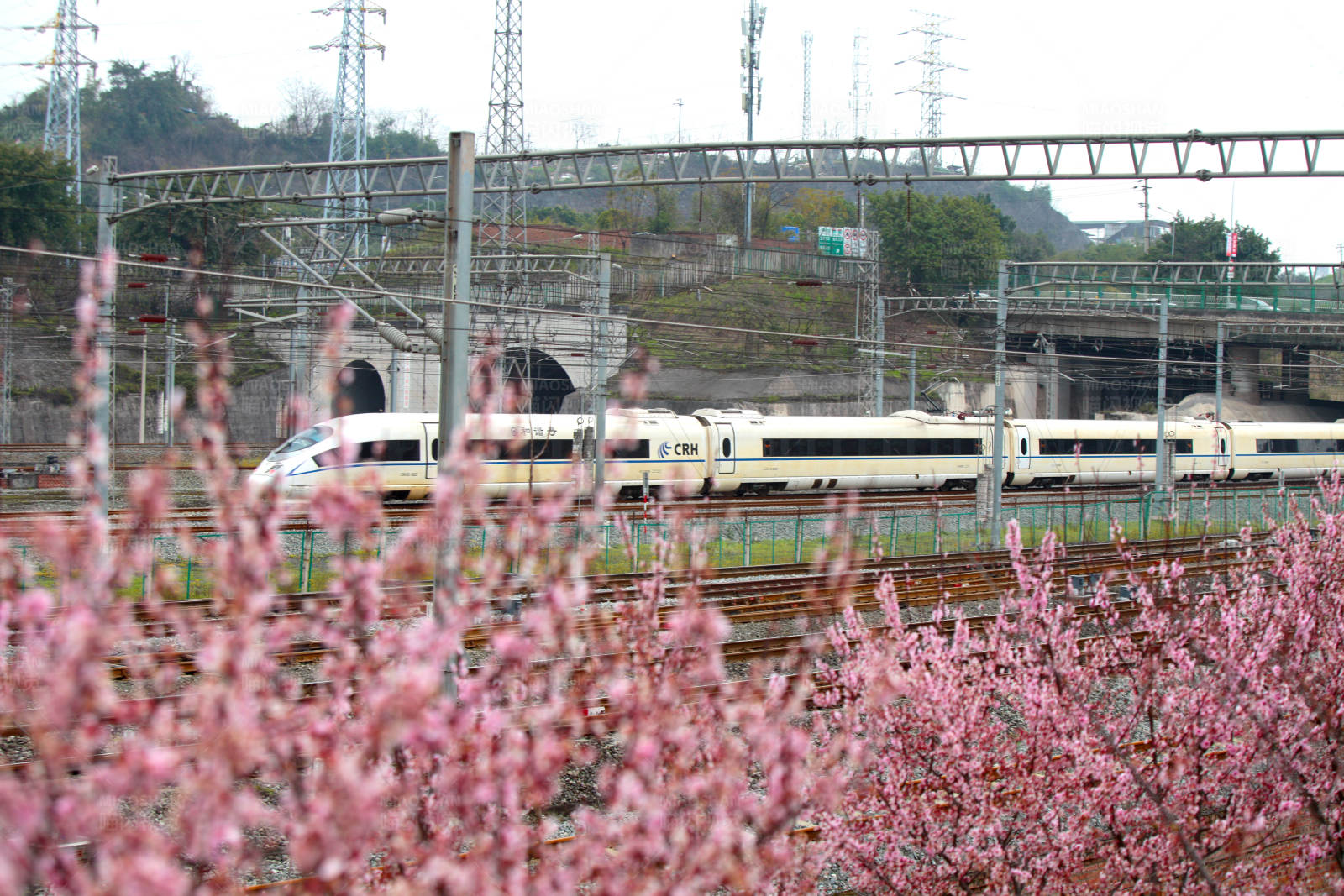 春日列車穿花海