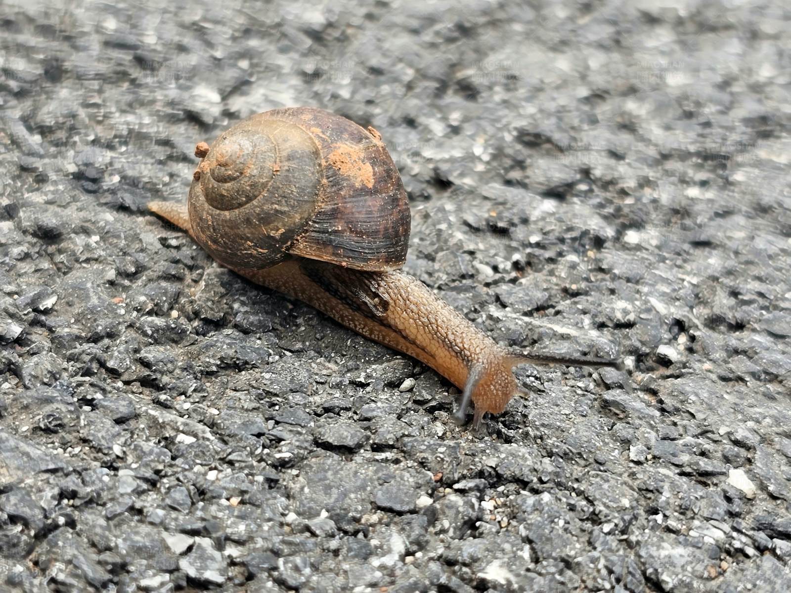 蝸牛的慢行