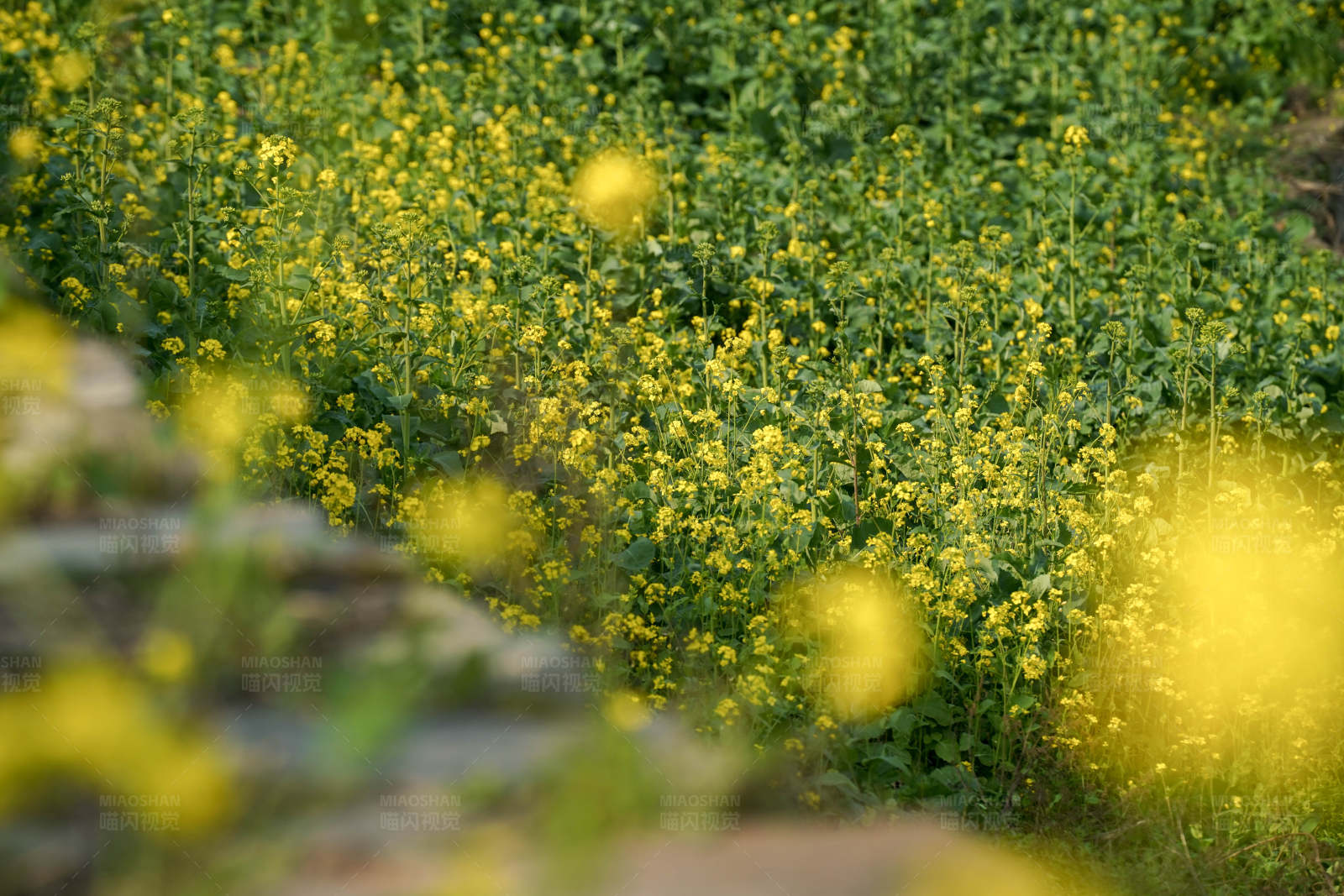 油菜花田