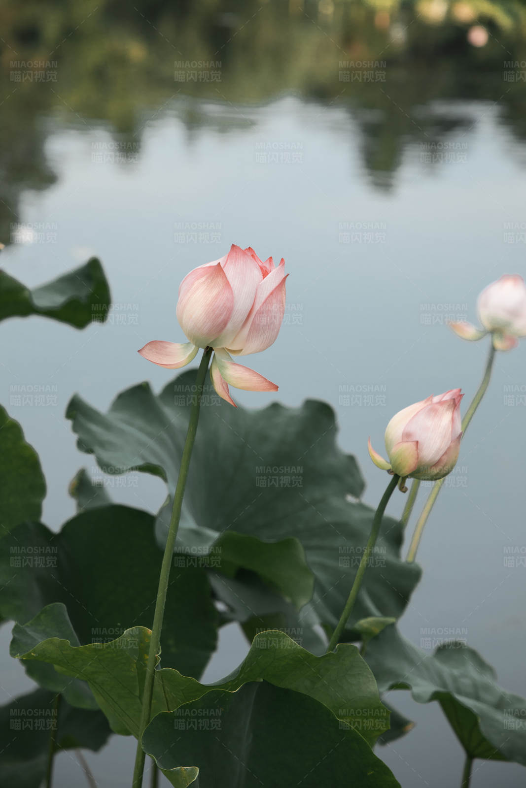 池塘邊的蓮花