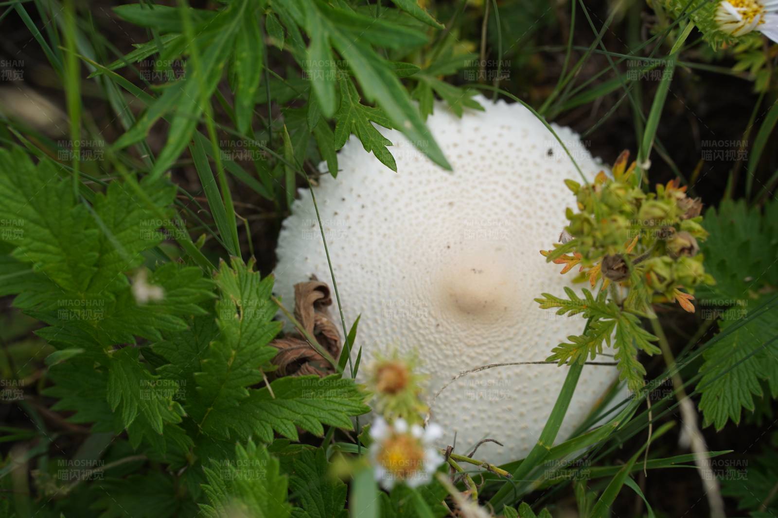 草地上的白色蘑菇