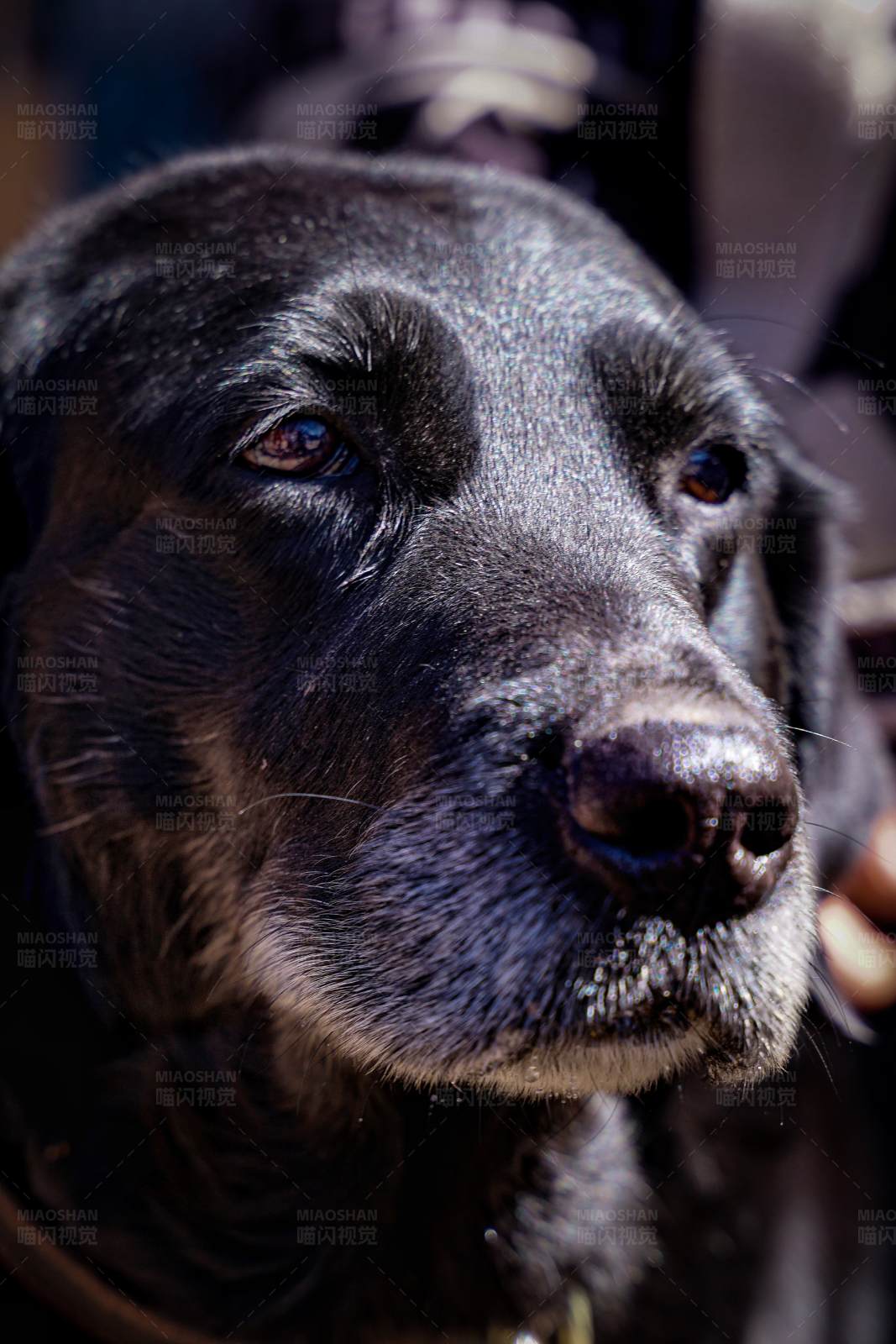 黑犬凝視