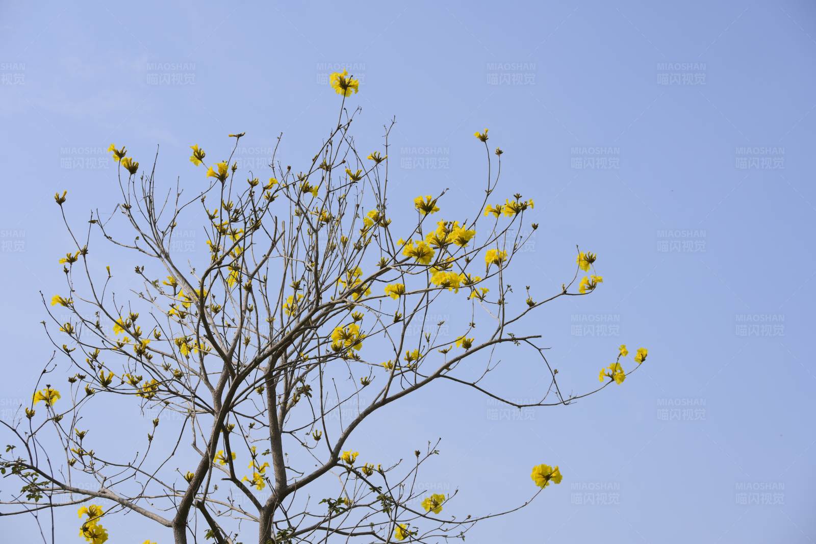 黃花樹