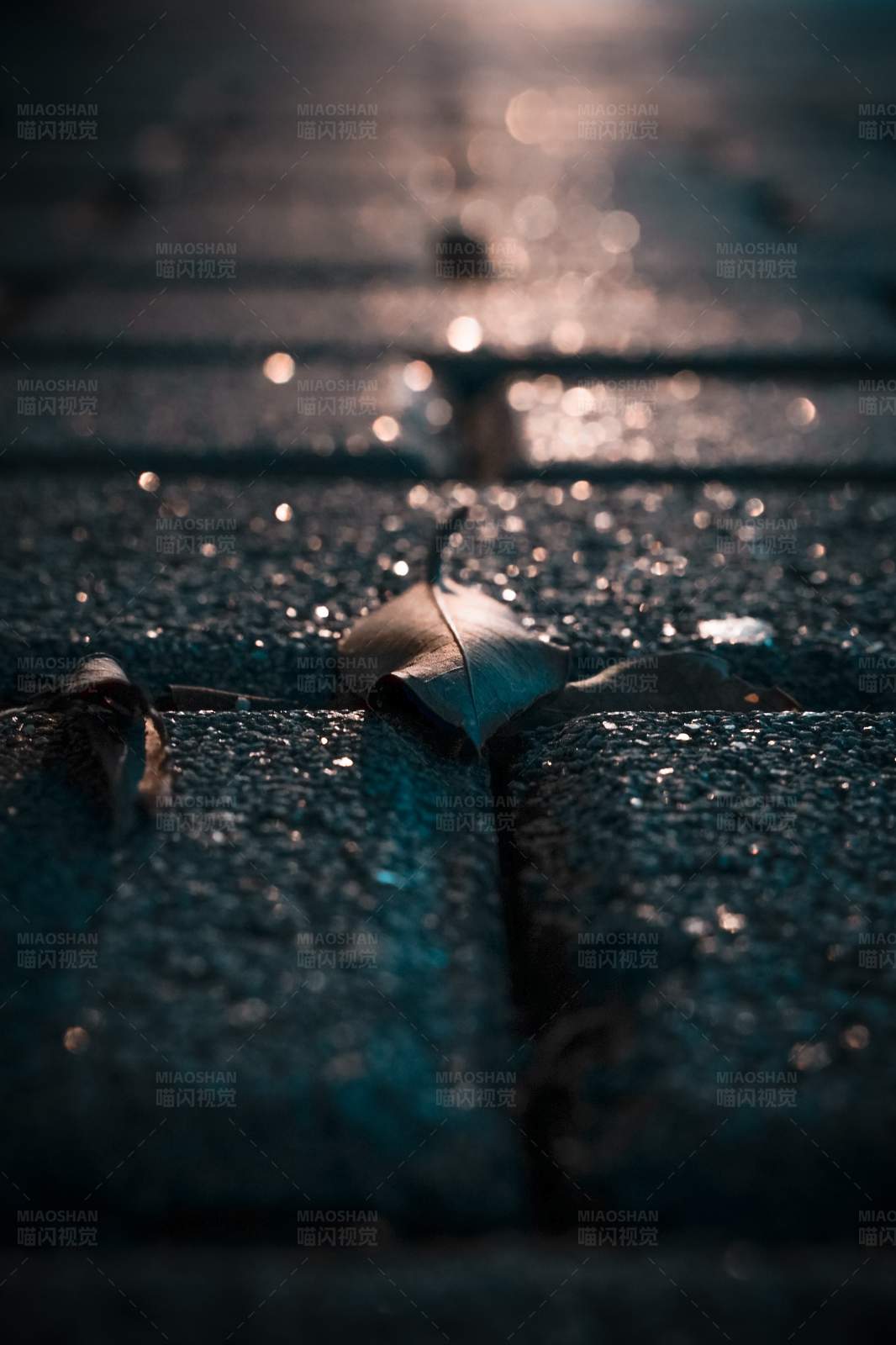 夜色中的落葉