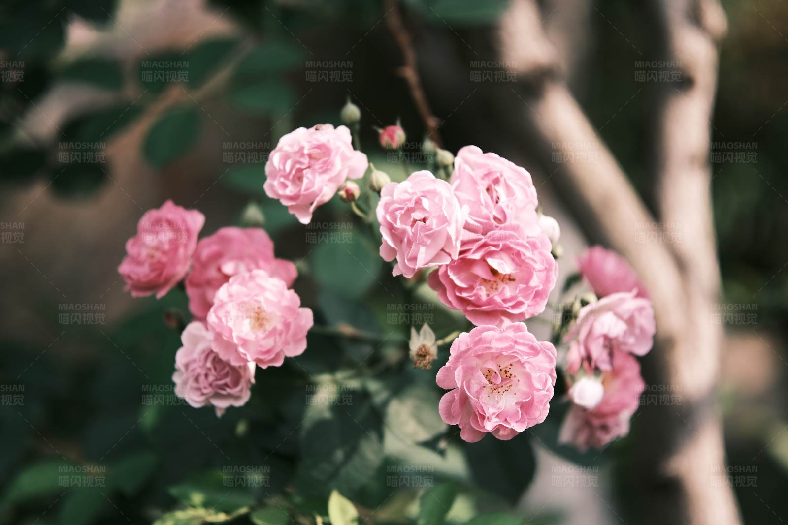 粉色薔薇花叢