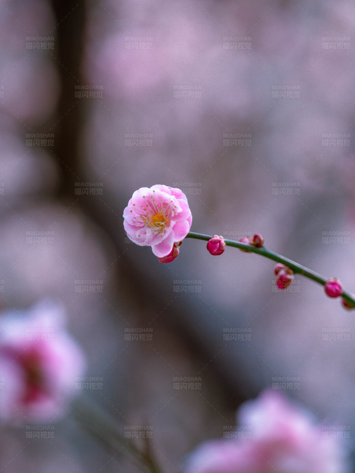梅花獨綻 春意盎然