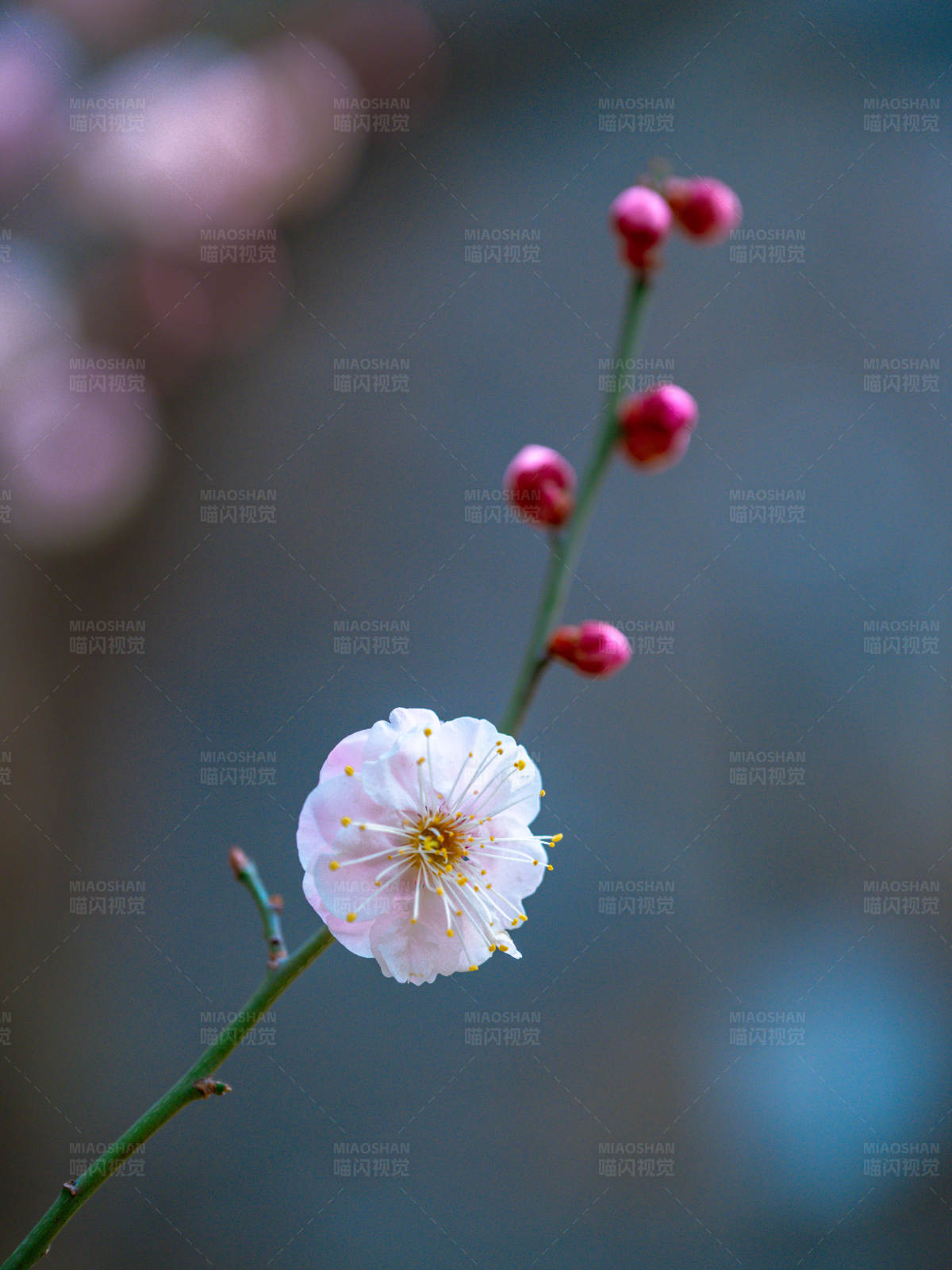梅花獨放春意濃