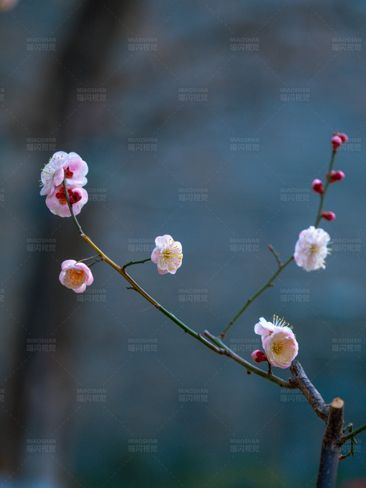 梅花綻放 春意盎然