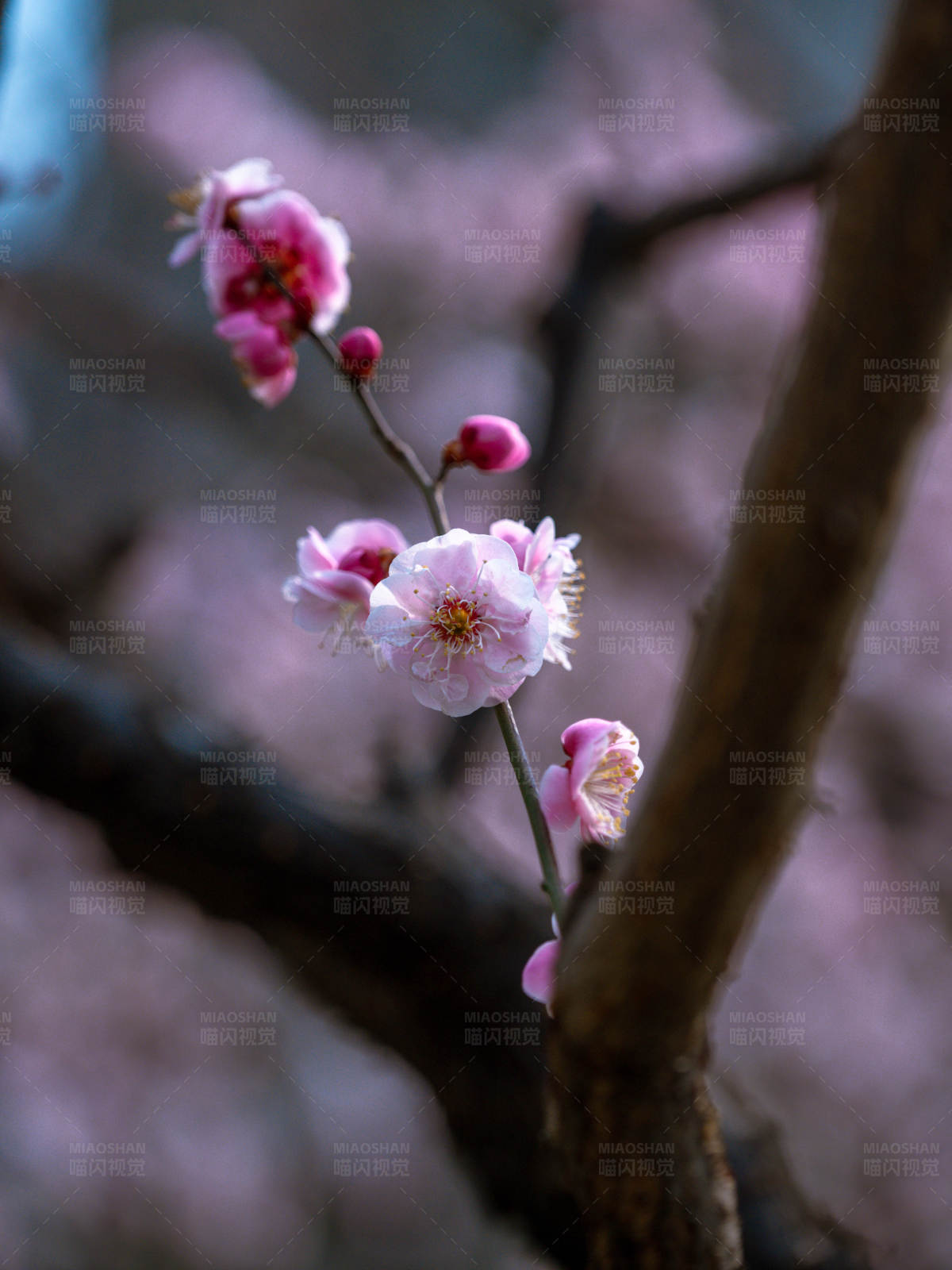 梅花綻放 春意盎然
