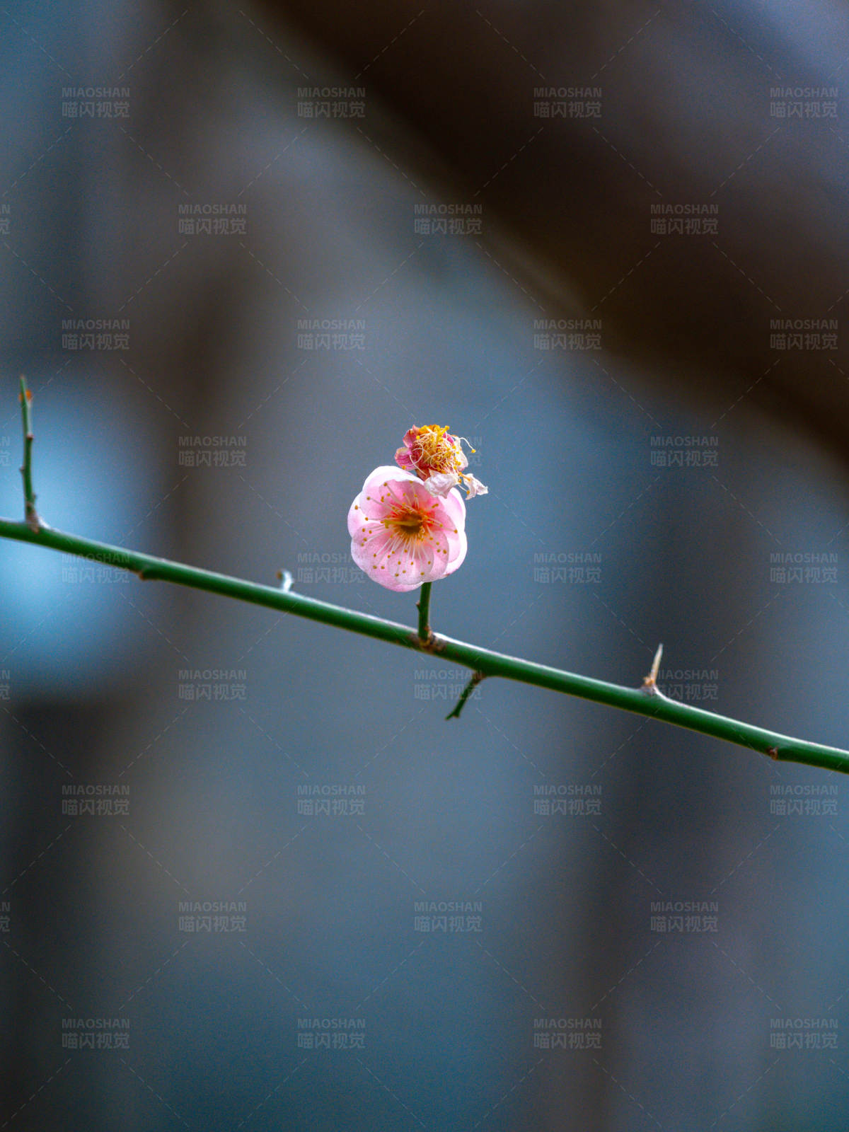 孤花獨放春未至