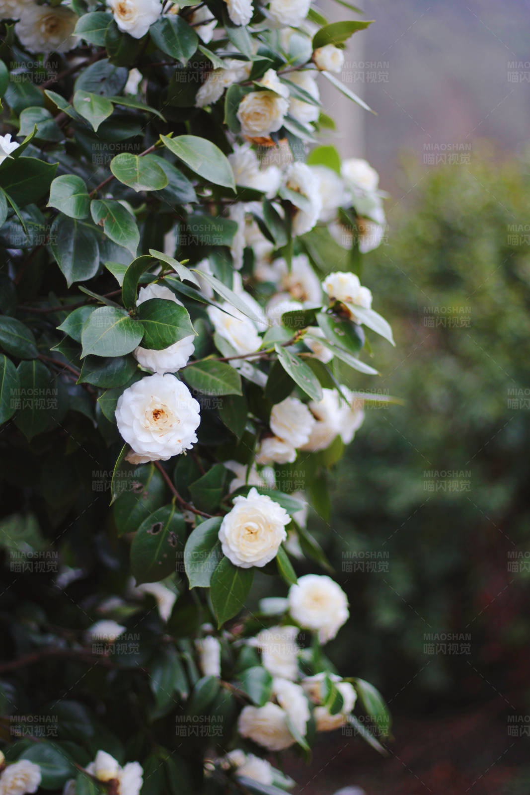 白花綠葉