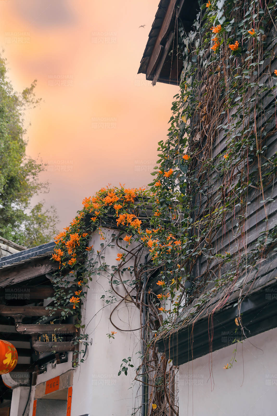 夕陽(yáng)下的橙花古屋