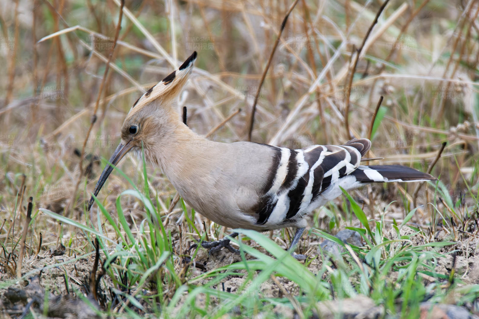 林間覓食的戴勝鳥