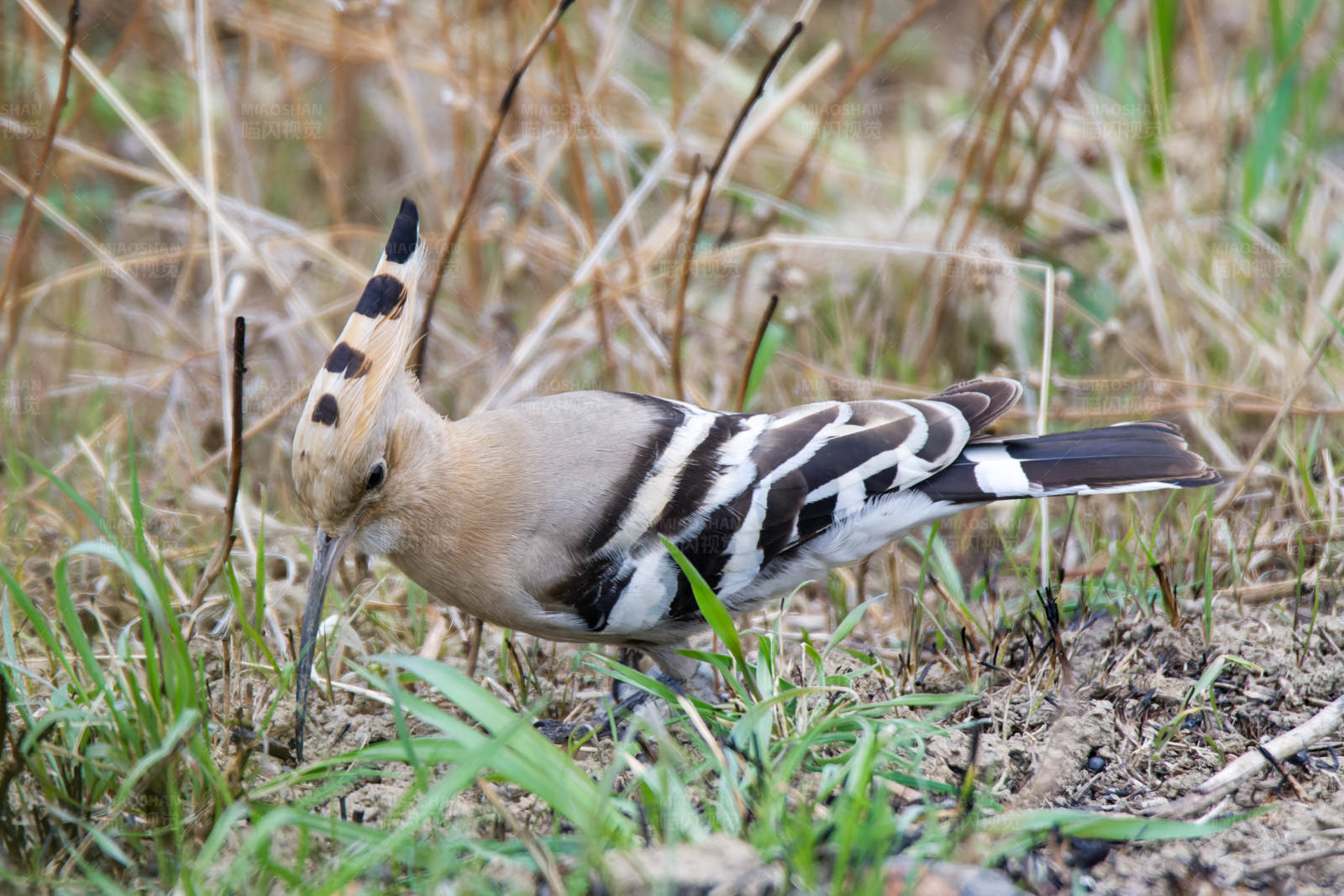 鳥兒覓食圖
