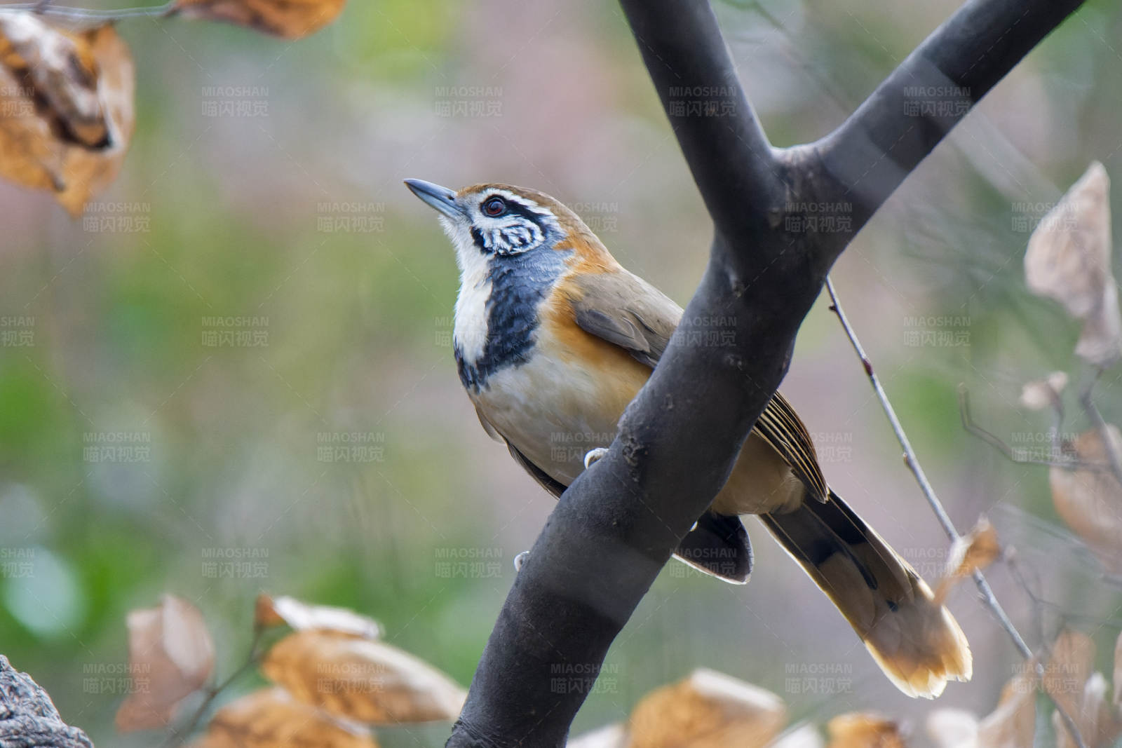 鳥兒棲息在樹枝上