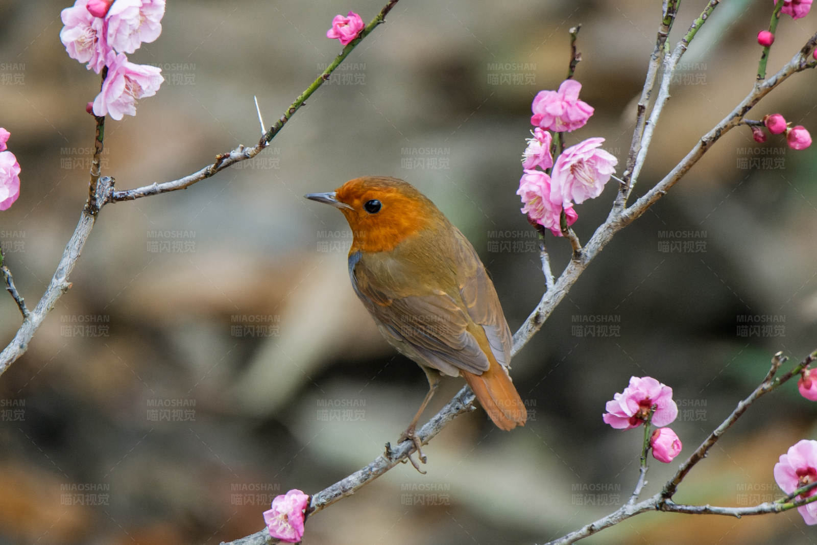 鳥兒與梅花共舞