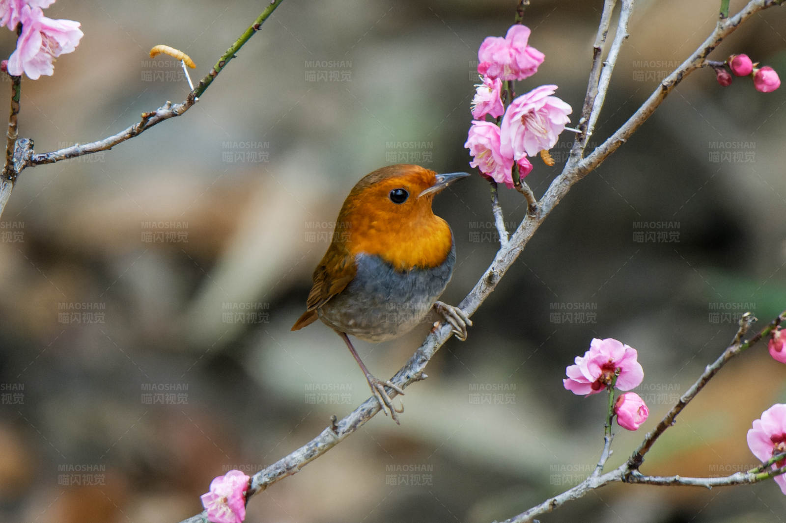 鳥(niǎo)兒與梅花