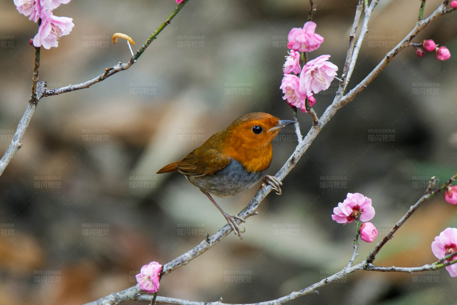 鳥(niǎo)鳴花間春意濃