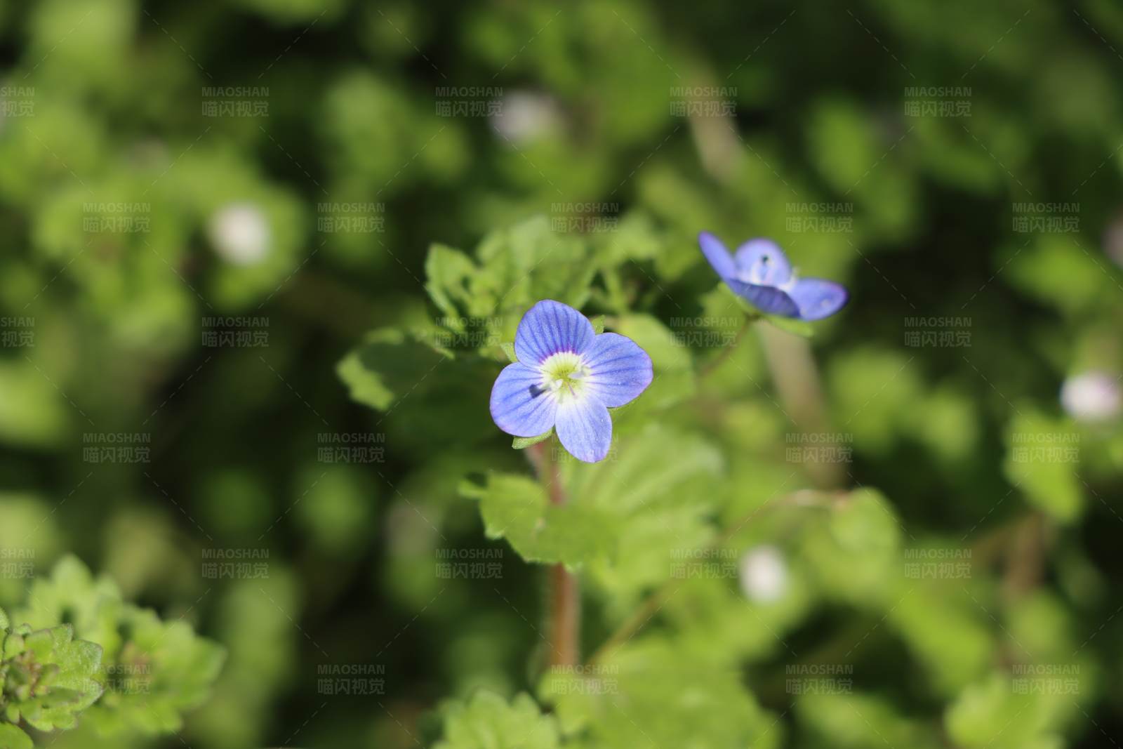 藍色小花