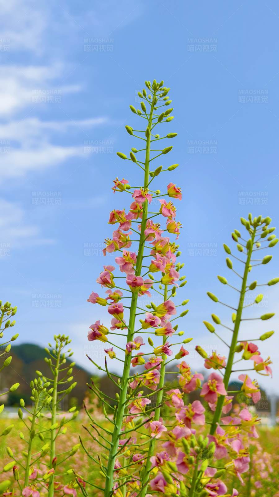粉色花海藍天
