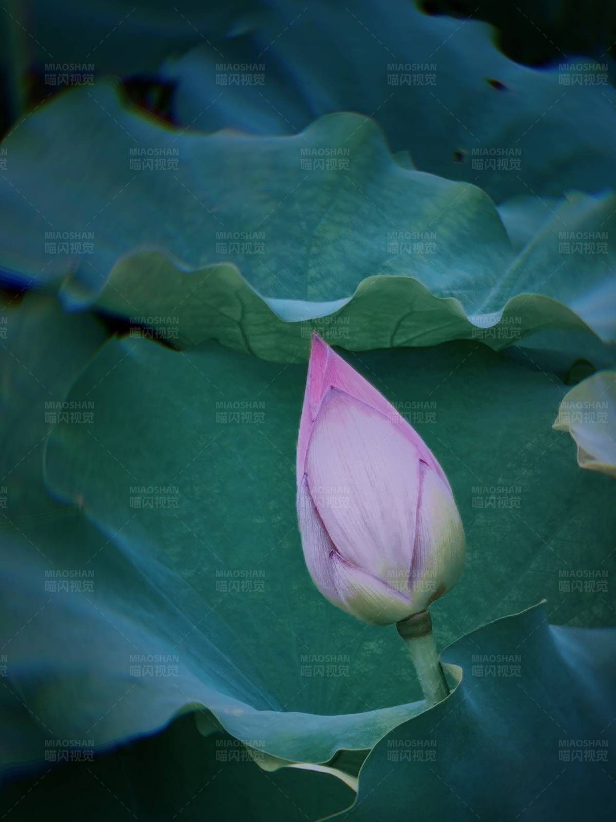 蓮葉間的花蕾