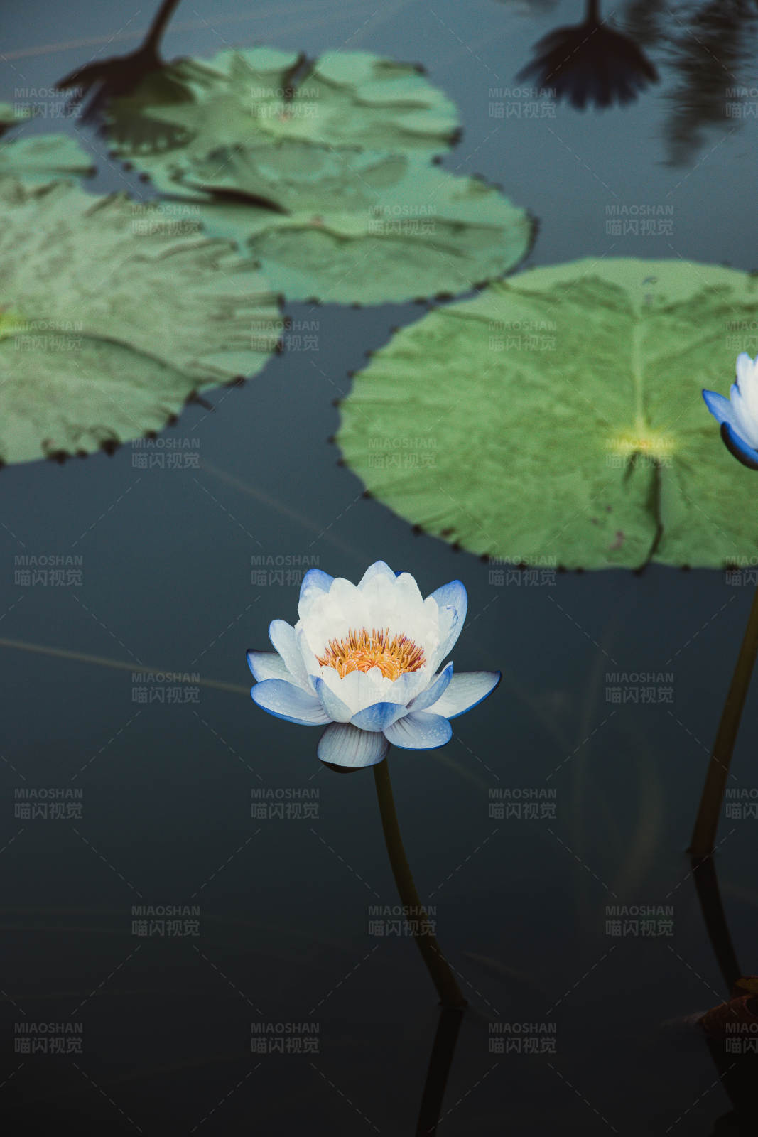湖面荷花