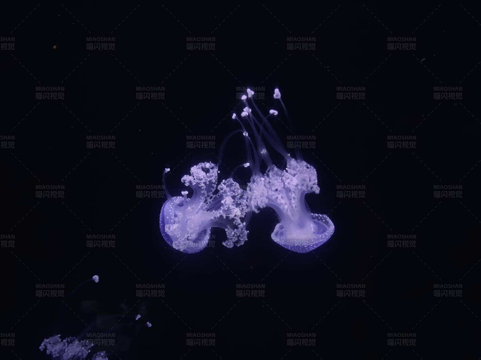 深海中的紫色精灵