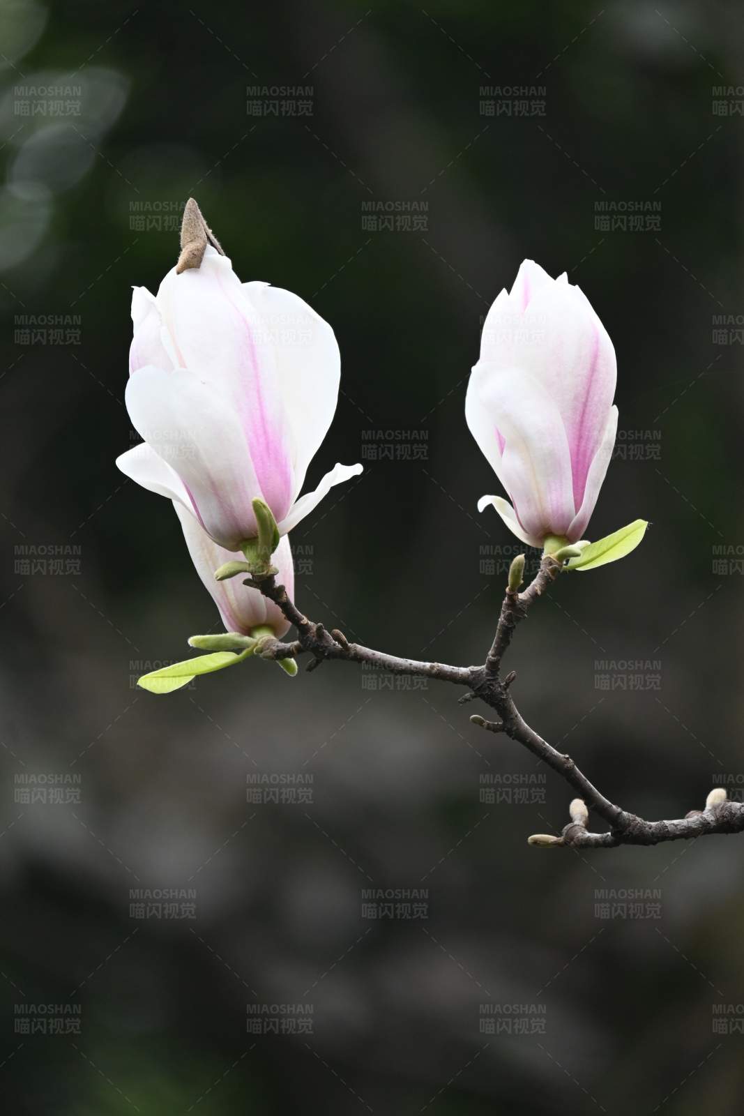 兩朵玉蘭花