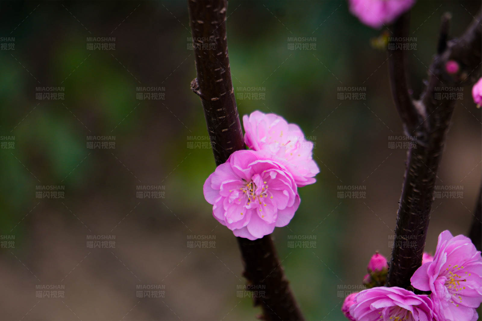 粉色梅花綻放