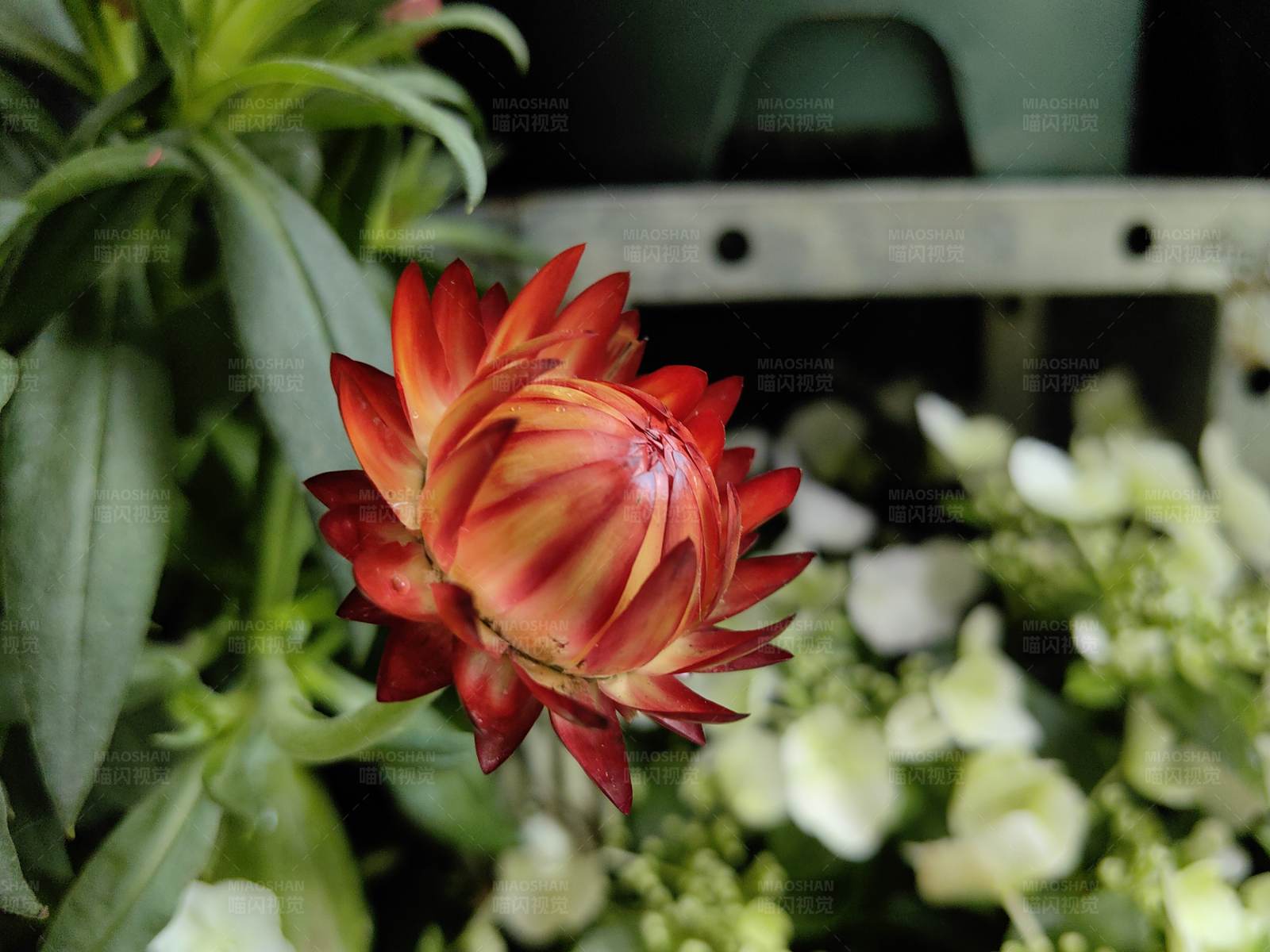 紅花綻放 綠葉相伴