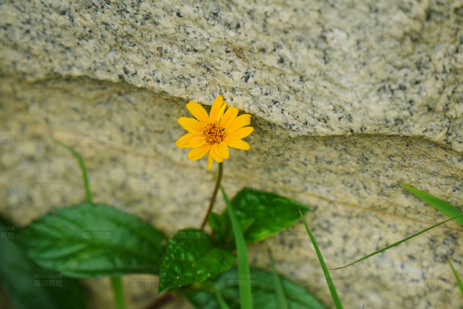 石縫中的黃色小花