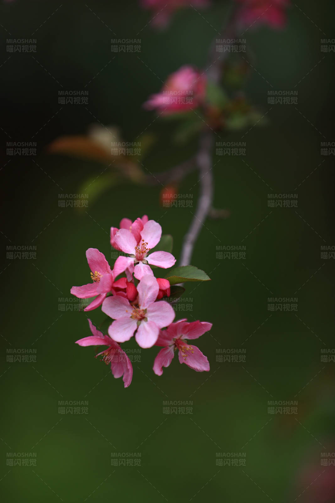 枝頭海棠花花簇特寫