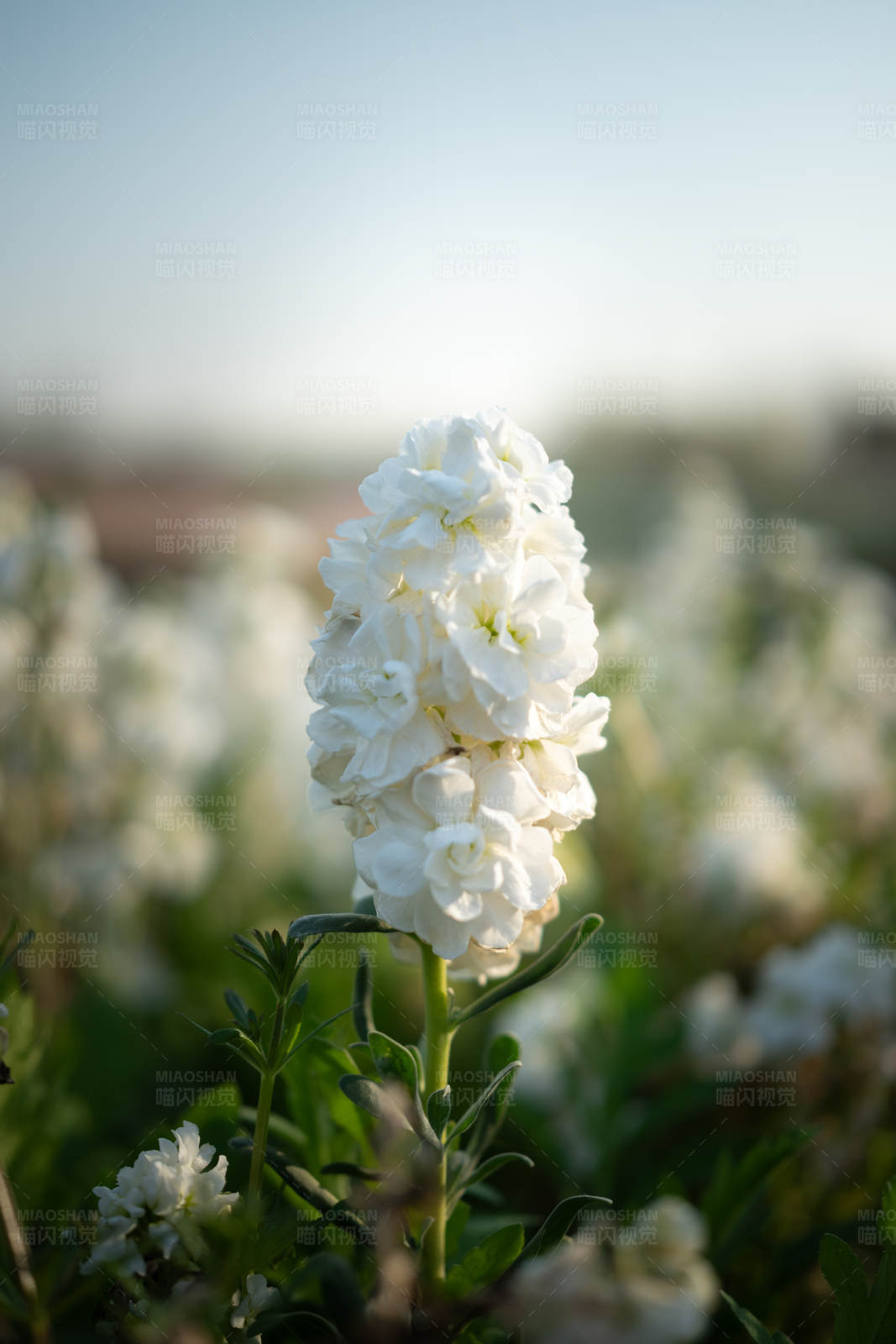 白色花海中的孤獨花朵