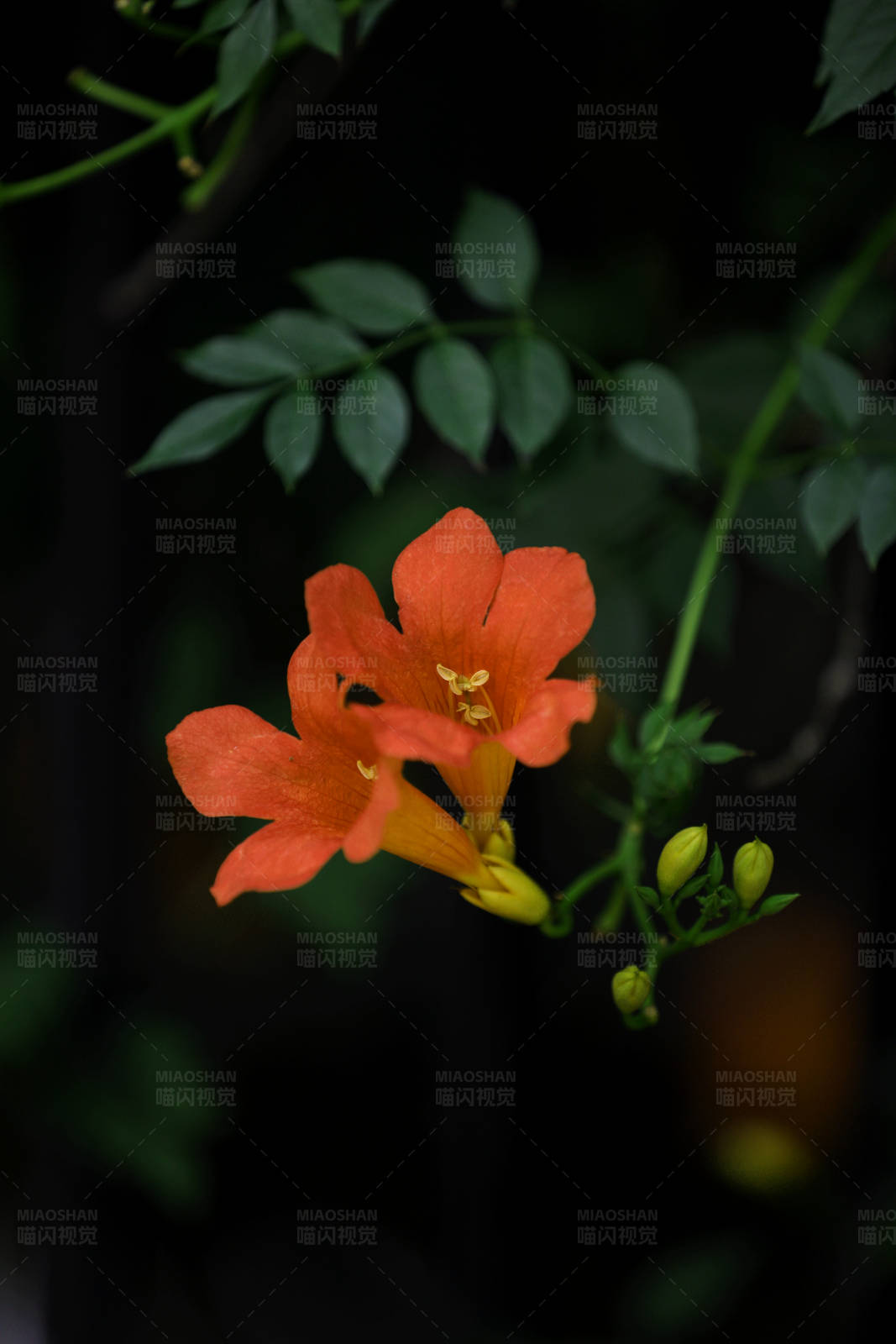 凌霄花特寫