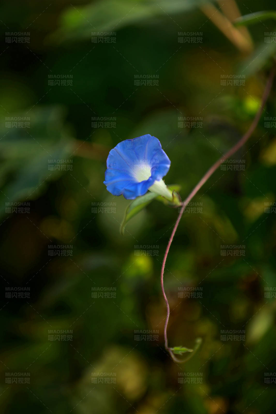 藍色牽牛花
