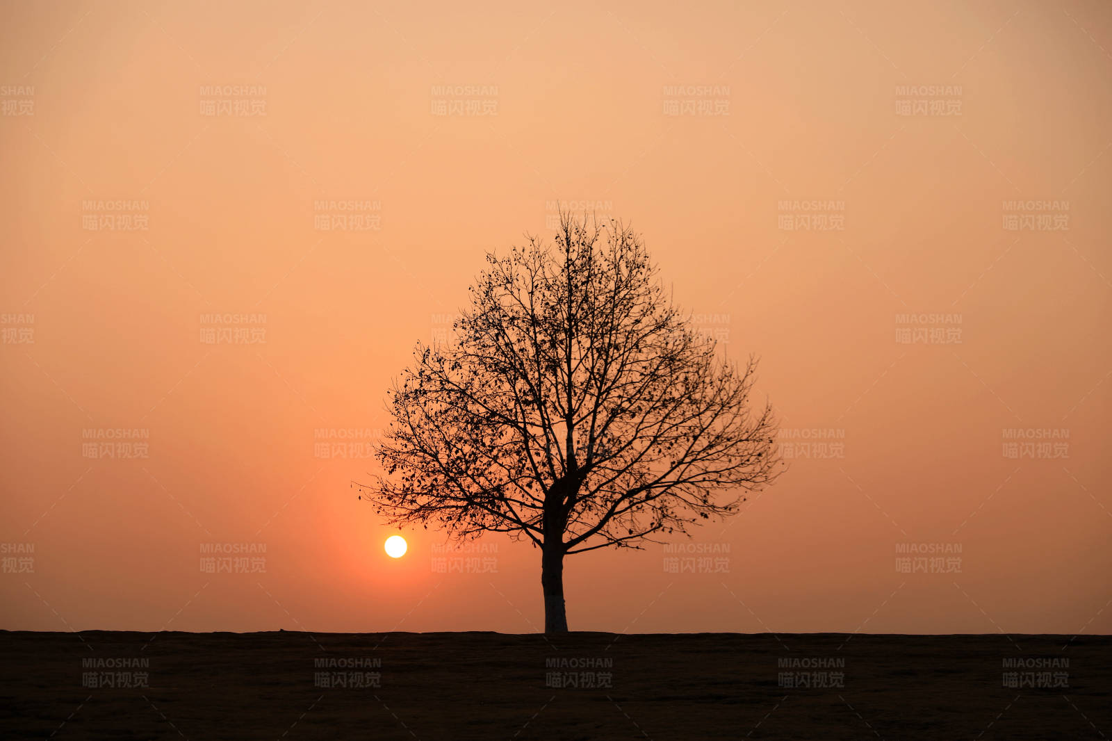 南京孤獨(dú)樹(shù)夕陽(yáng)剪影