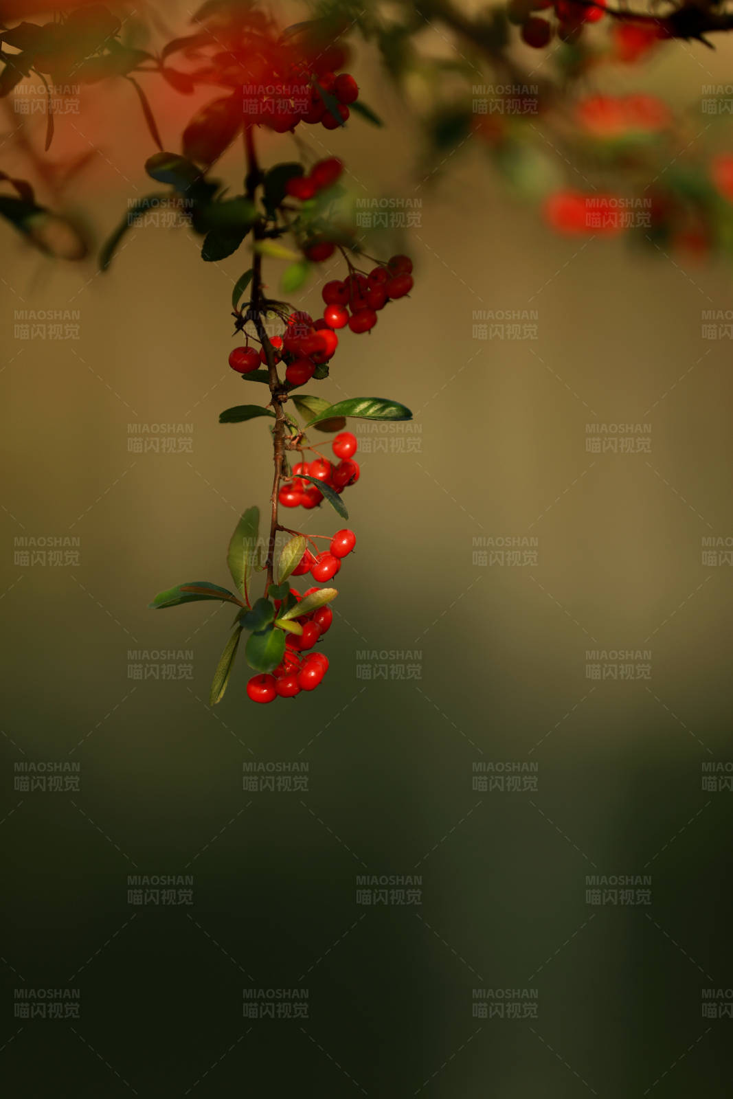 紅果枝頭秋意濃