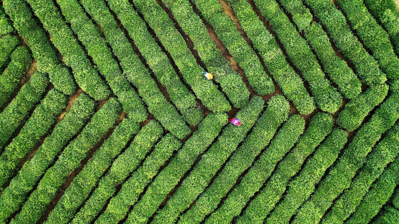 茶园鸟瞰图