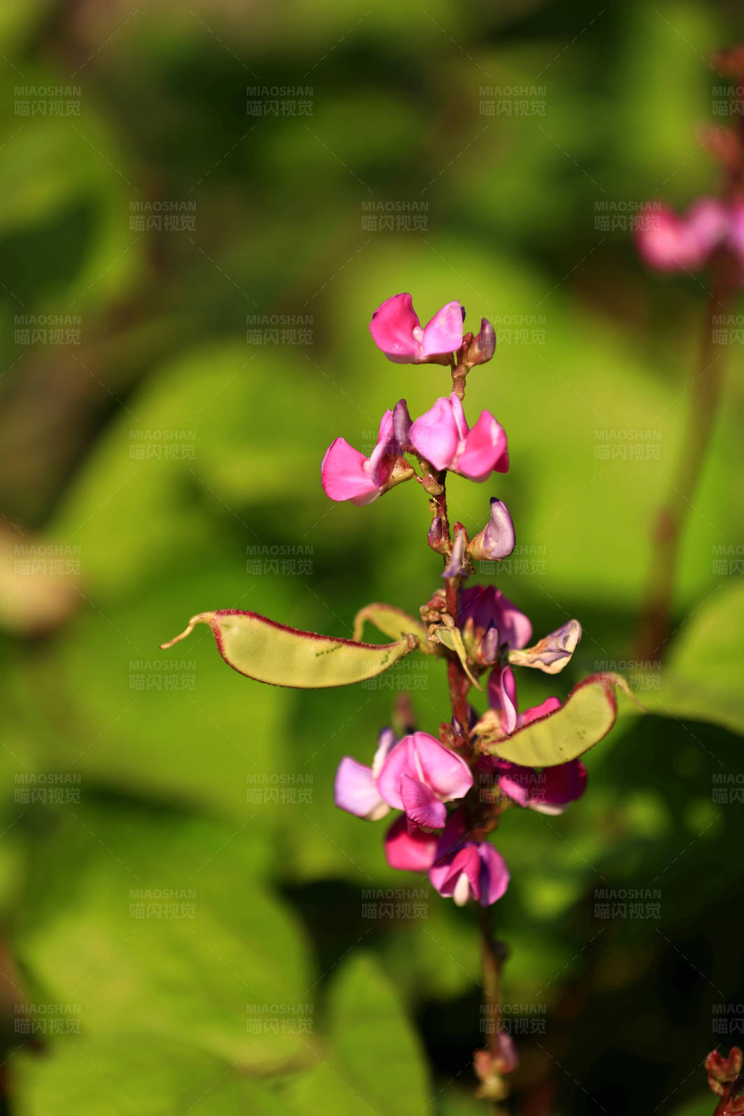 扁豆開花結果特寫